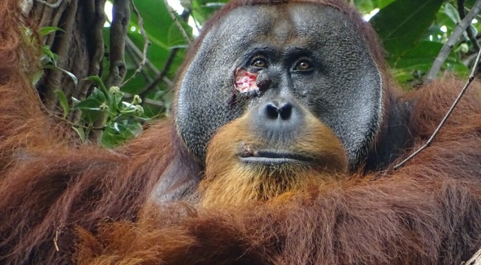Denne orangutangen behandlet såret sitt med en medisinplante
