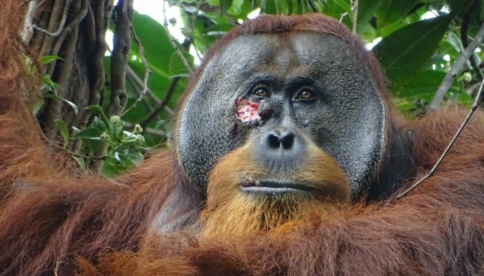 Nærbilde av en orangutang med et stort hudløst sår på det ene kinnet.