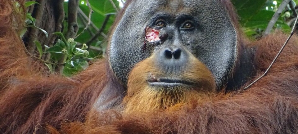 Denne orangutangen behandlet såret sitt med en medisinplante