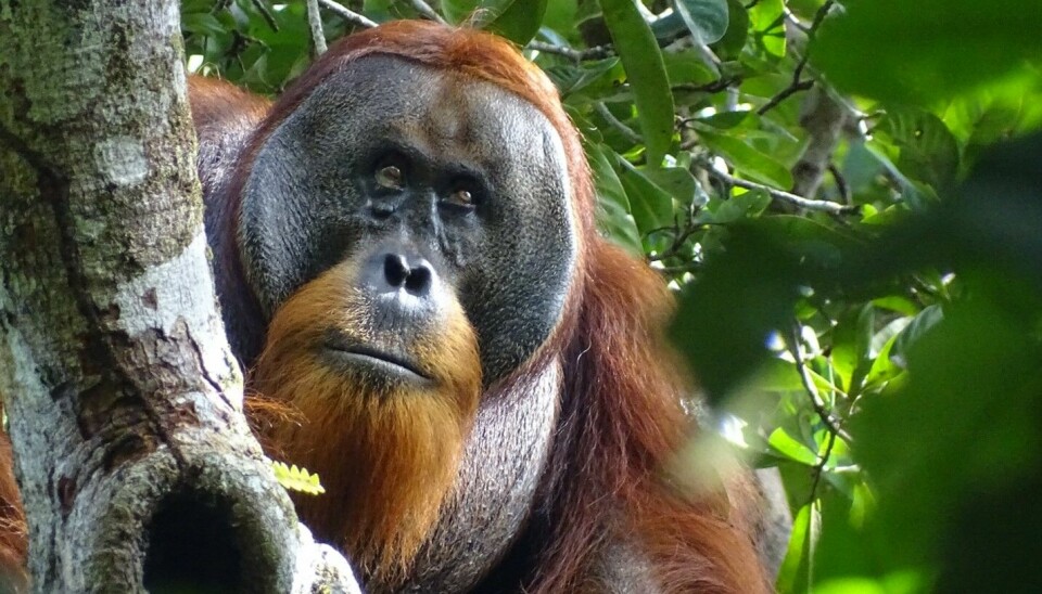 Bildet viser orangutangen Rakus i et tre. Såret på kinnet er helt grodd.