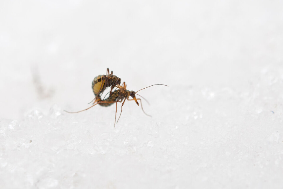 Cold Adapted Insects Insects prefer cold winters with lots of snow