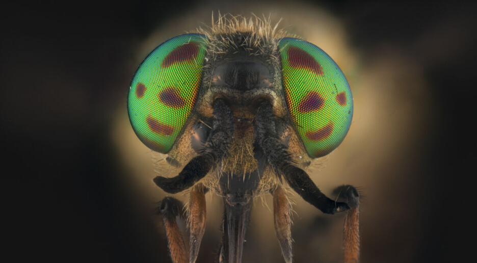 Insektene foretrekker kalde vintre med mye snø