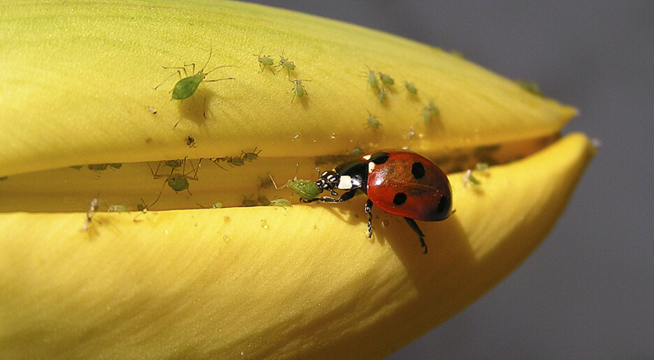 Milde vintre gir trolig færre insekter