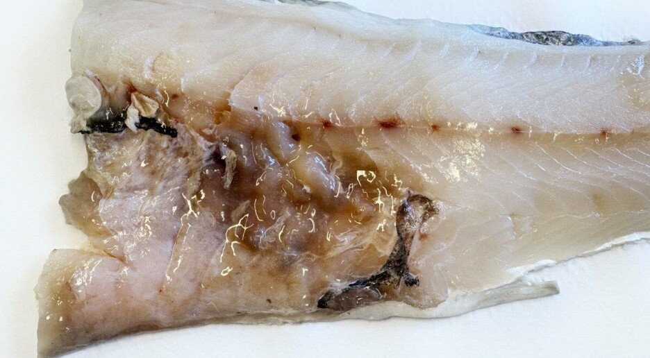 Denne parasitten gjør fiskekjøttet om til en geléaktig gugge