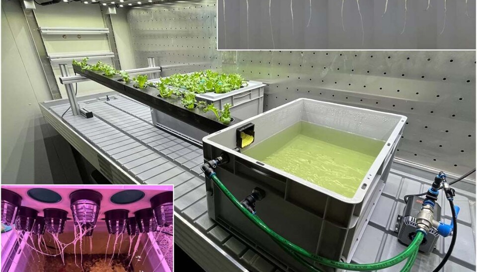 Sånn så det ut på lab-en da forskerne undersøkte plantenes levedyktighet i svovelbelagte beholdere. Nederst til venstre er salaten eksponert for LER-materialet, i det store karet svoveleksponering og oppe til høyre salatprøver.