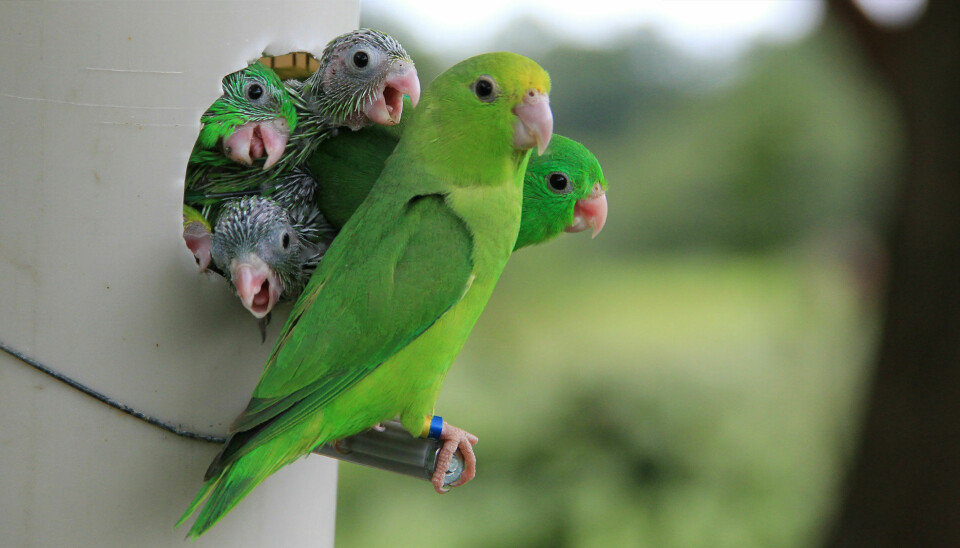 Fem papegøyeunger stikker hodet ut av et hull i et hvitt plastrør. Utenfor sitter mammaen på en pinne.