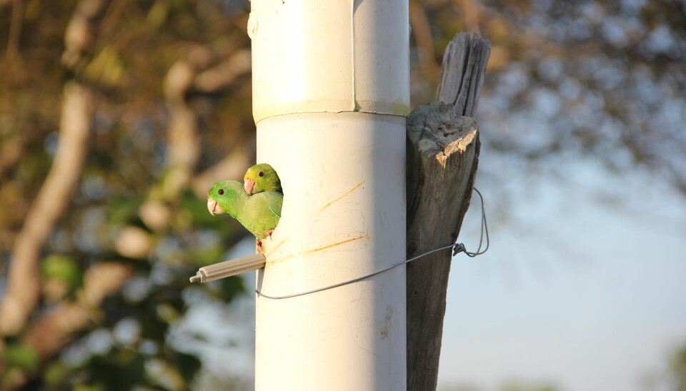 Nærbilde av et hvitt plastrør med et rundt hull på siden. To grønne papegøyer stikker hodene ut av hullet.