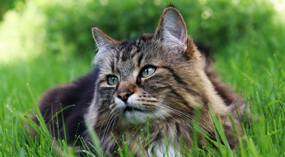 Mer Salmonella hos katt enn på flere år