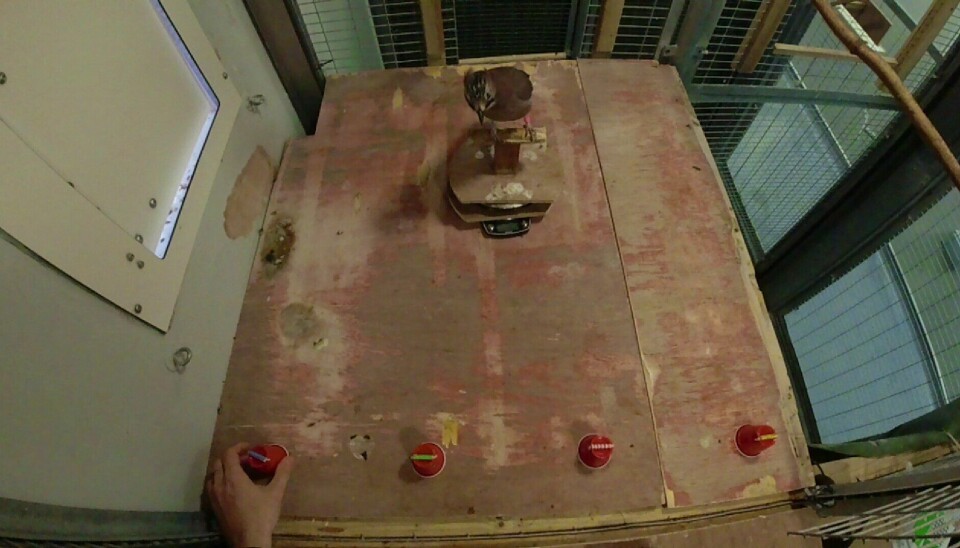 En nøtteskrike sitter i et lite rom foran en rekke av fire røde kopper som står opp ned.