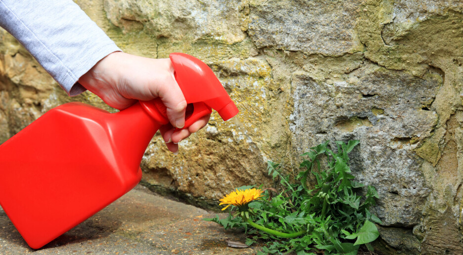 Høye nivåer av ugressmiddel funnet i sæd