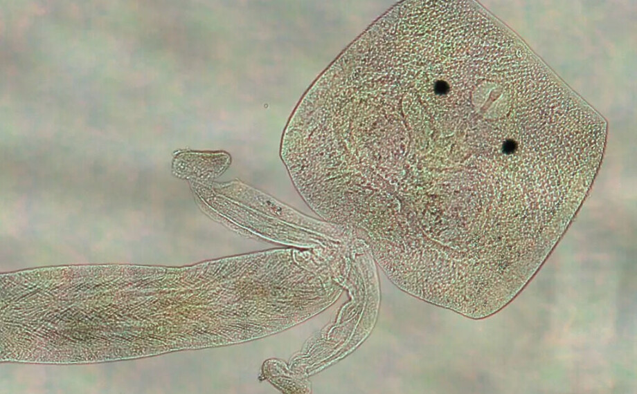 Nyoppdaget art oppkalt etter København