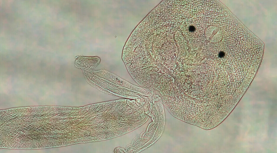 Nyoppdaget art oppkalt etter København