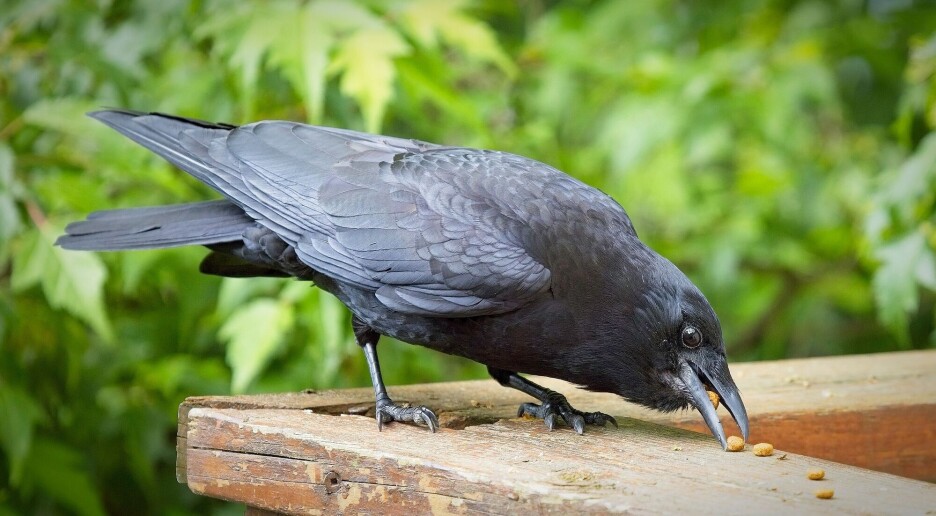 Kråker kan telle høyt