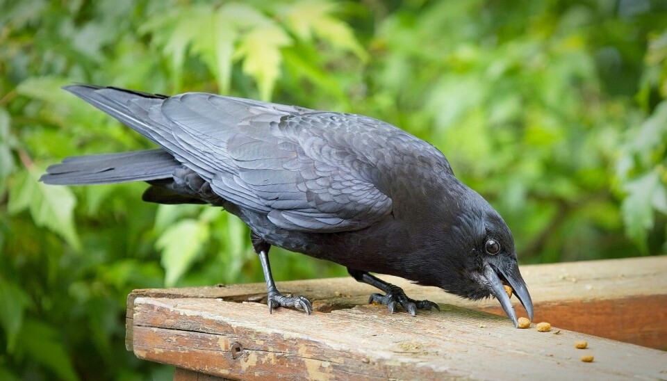 En svart kråke som sitter på et gjerde og plukker frø med nebbet