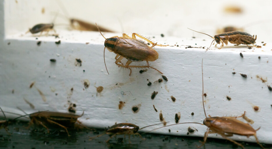 Slik har den tyske kakerlakken fulgt mennesker over hele verden
