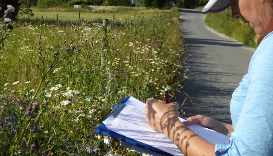Kartlegging av blomstrende veikanter. (Foto: Wenche Dramstad / NIBIO)