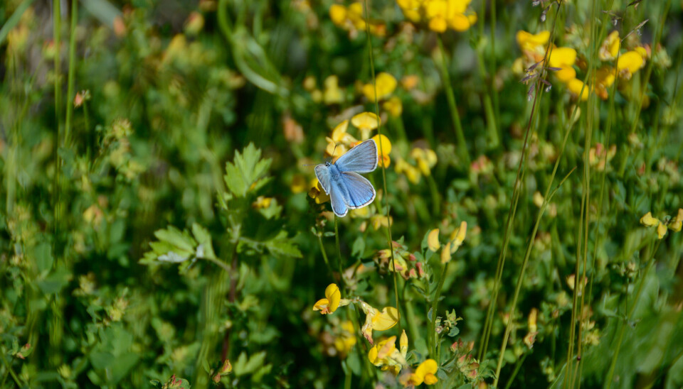 Mange insekter kan finne viktige ressurser langs veikantene.