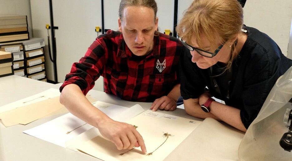 Ny vår for gamle herbarieplanter