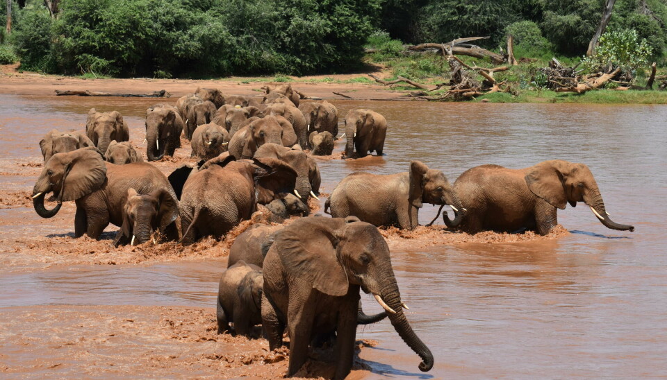 En stor elefantflokk er i ferd med å krysse en bred elv med rødbrunt vann.