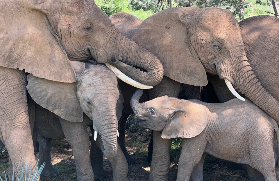 Nærbilde av tre voksne elefanter og to unger tett sammen.