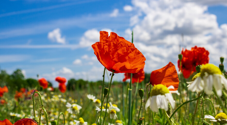 Nå vet vi når blomstene kom på jorda