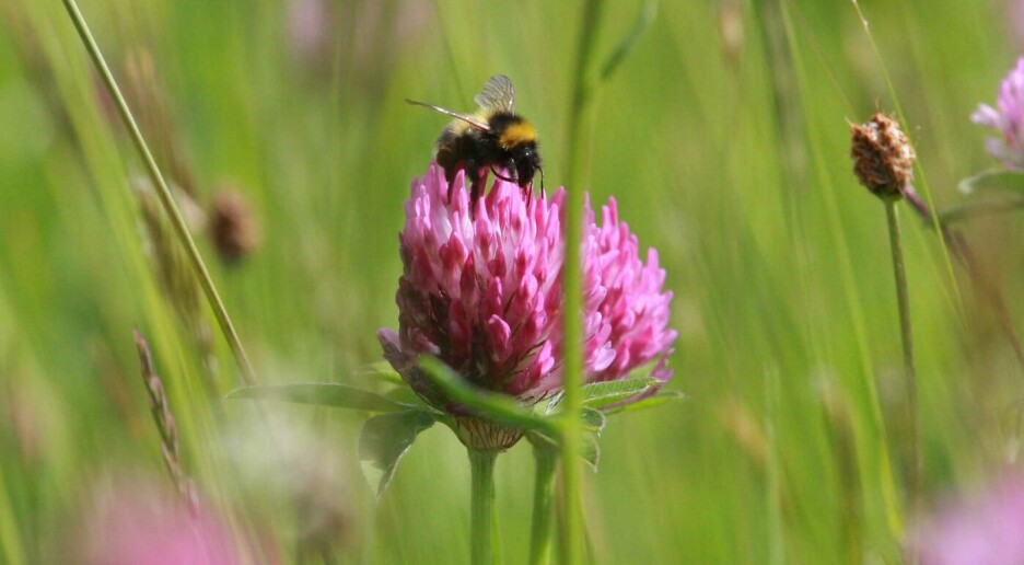 Dette er insektenes 10 på topp-blomster