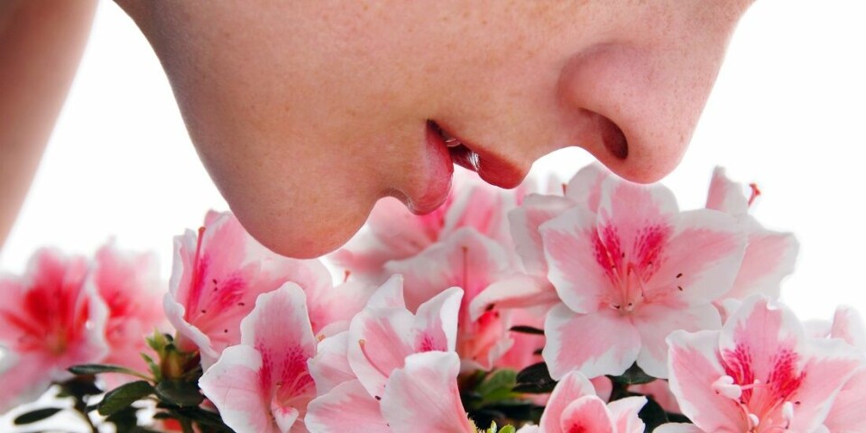Kvinne lukter på rosa blomster.