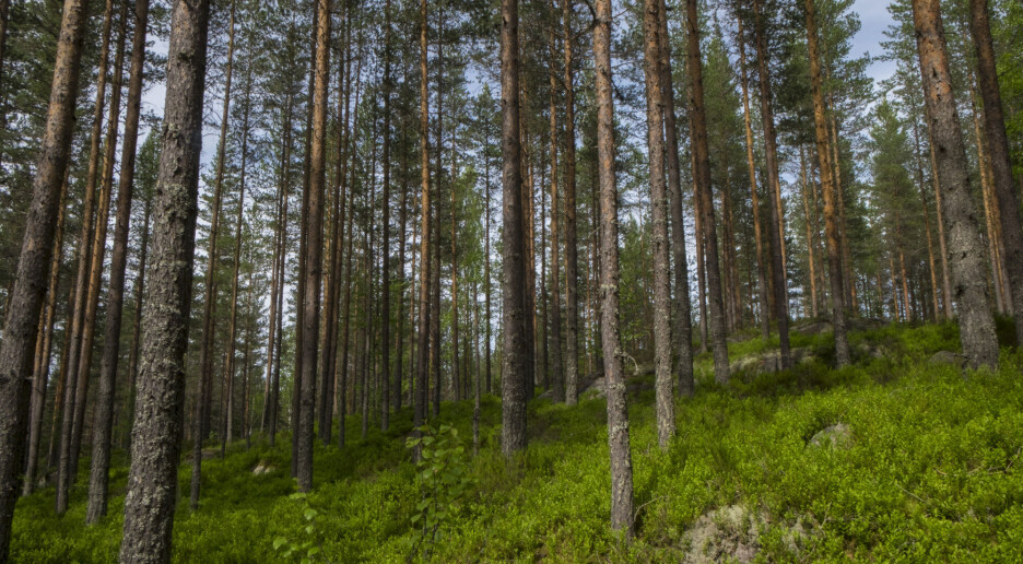 Skogen tar opp mindre CO2 enn før