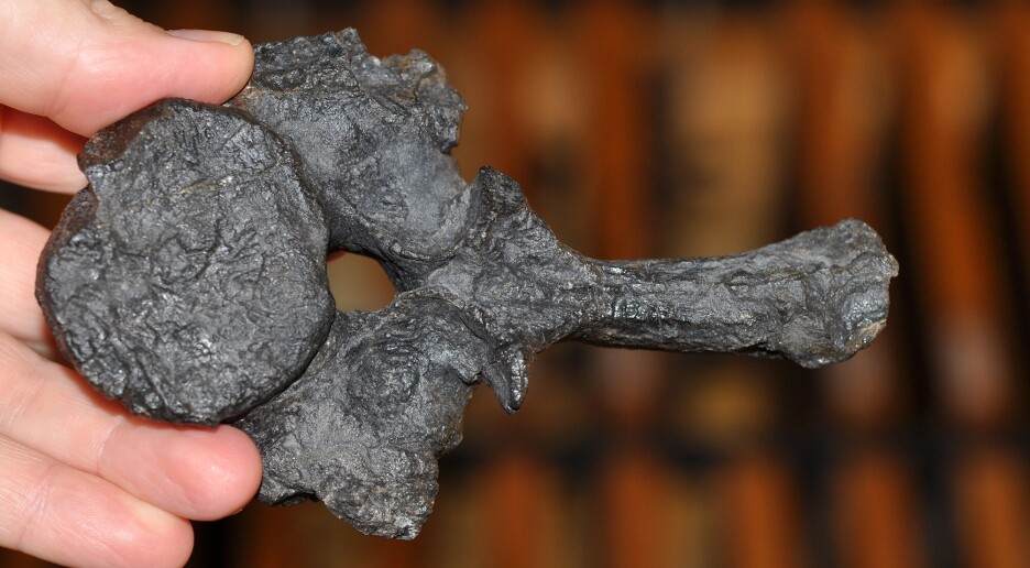 Mystisk knokkel: Dyret spredte seg forbløffende raskt rundt hele kloden