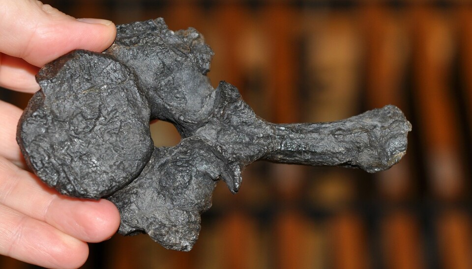 En hånd holder en mørkegrå fossil av en stor ryggvirvel.