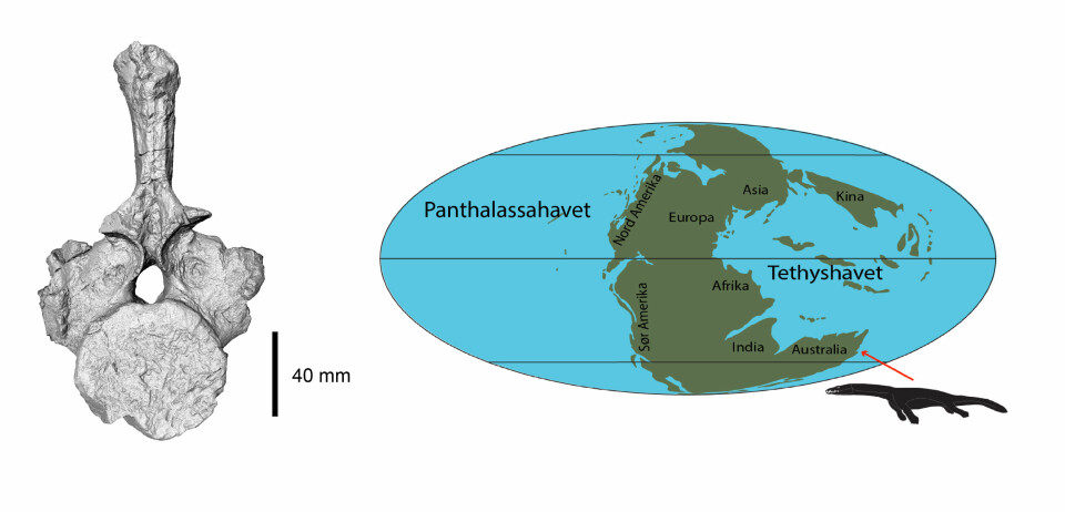 Tegning av ryggvirvelen ved siden av et kart over Pangea - et kjempestort kontinent som fantes for 250 millioner år siden. En pil viser funnstedet for nothosauren nederst til høyre på kontinentet.