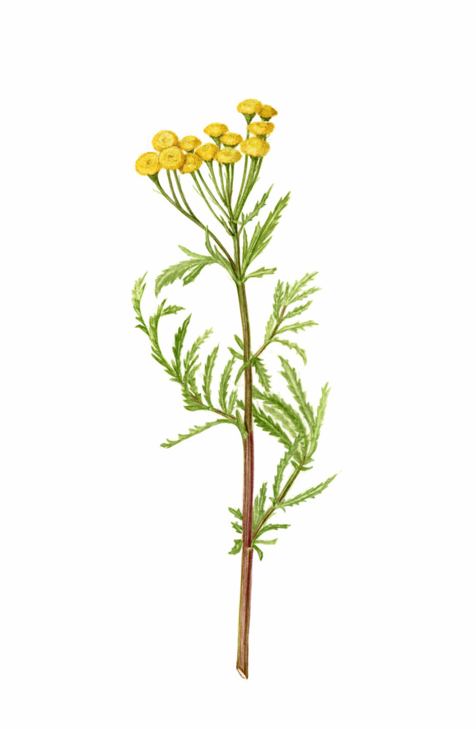 Reinfann Tanacetum vulgare.