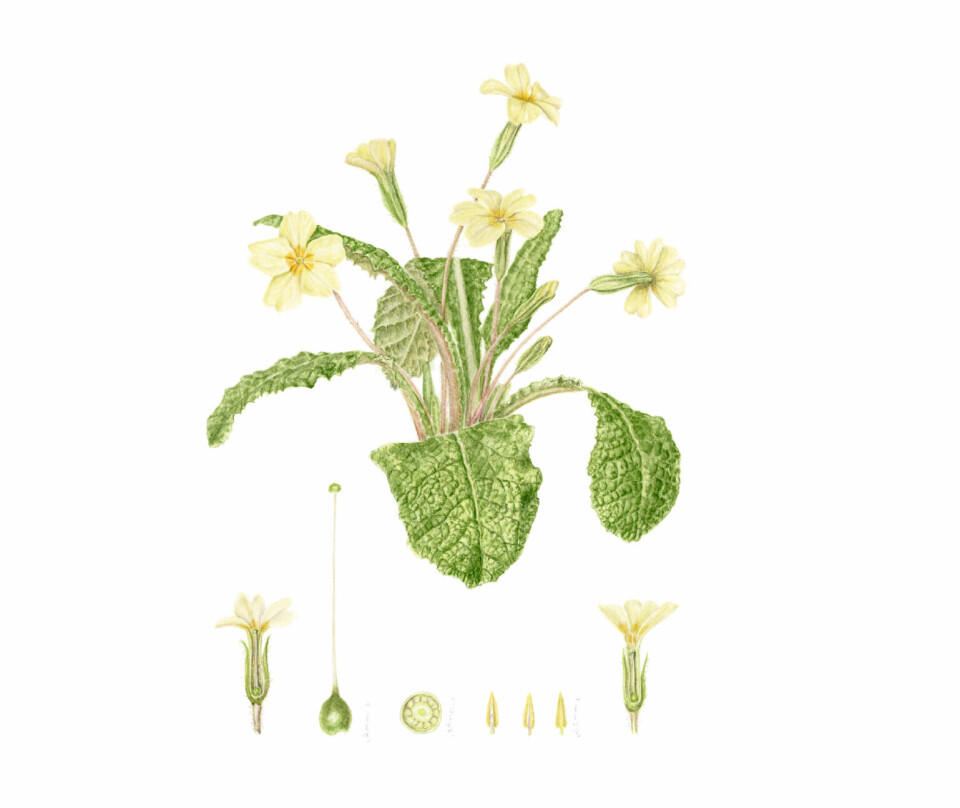 Kusymre Primula veris.