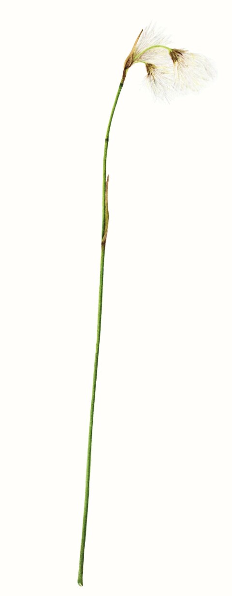 Duskull Eriophorum angustifolium.