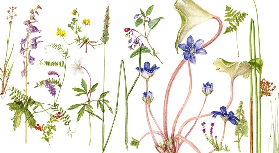 Eit lite utval av dei mange vakre, ville plantane som veks i Noreg.