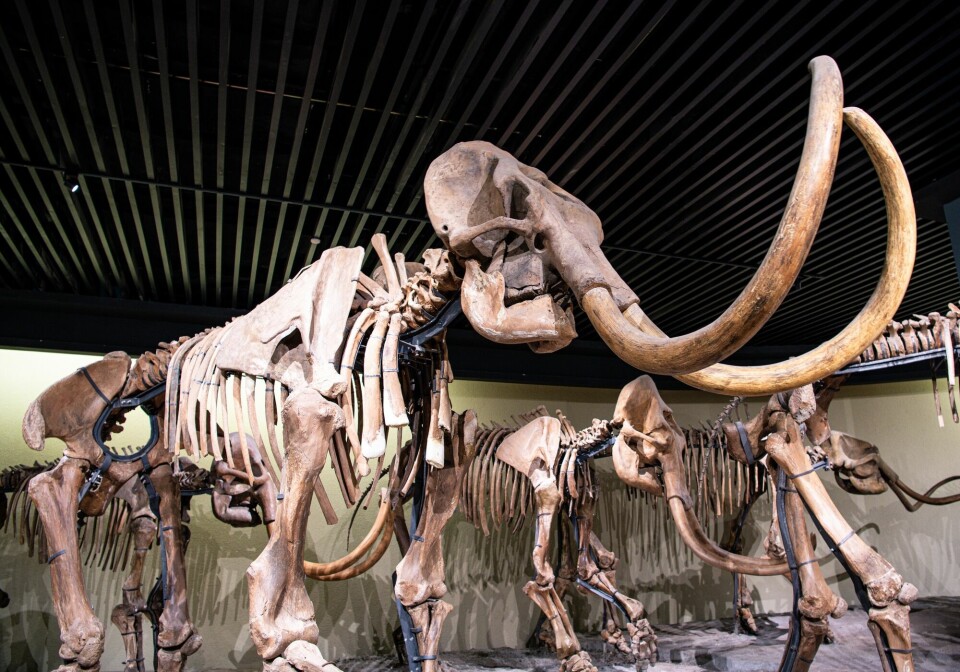 Fossil av mammuter. Utstilt på et museum.