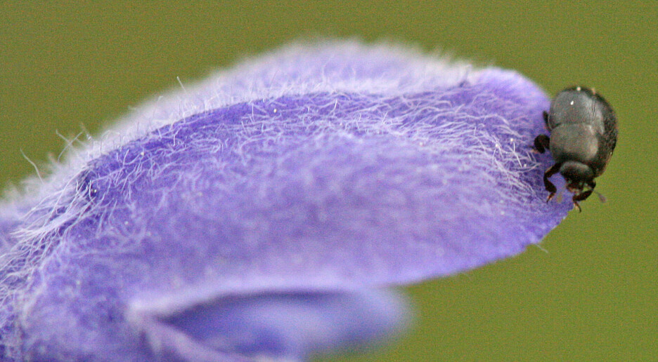 Denne billen lever bare i Norge, på en truet blomst: – Jeg synes det er mystisk, sier forsker
