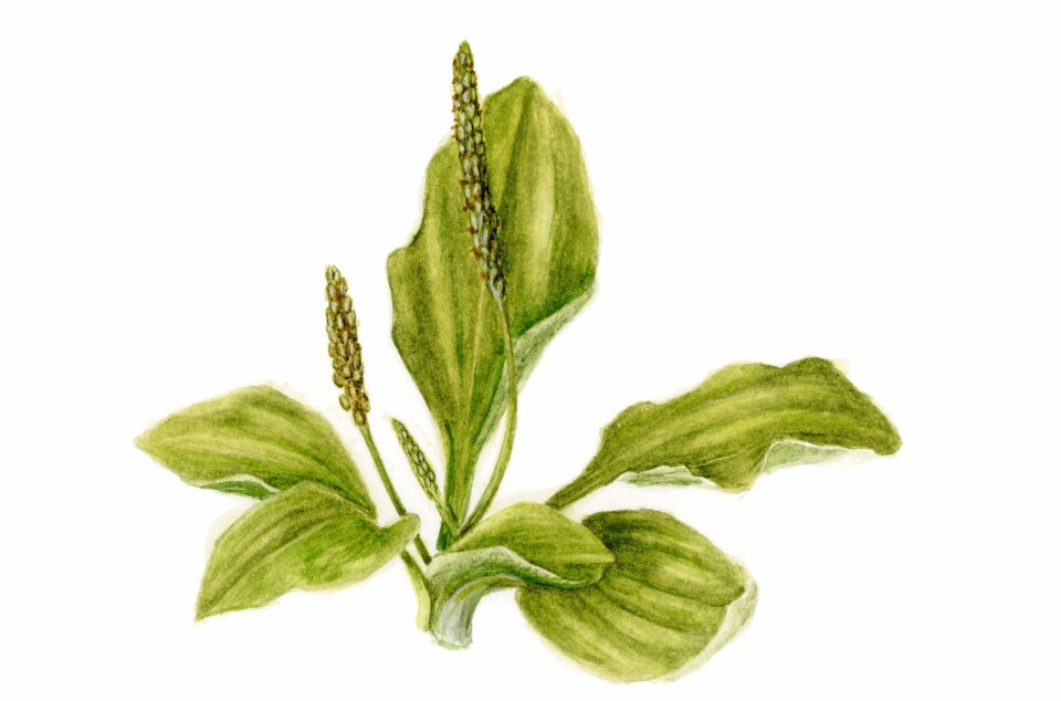 Groblad eller grobladskjempe Plantago major.