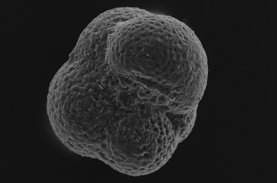 Fossilt dyreplankton fra cirka 2.5 millioner år siden, cirka 0.2 mm diameter.