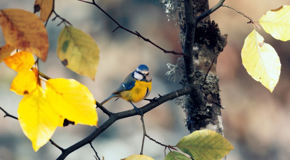 Stressa for eksamen? Ta en titt på fuglene