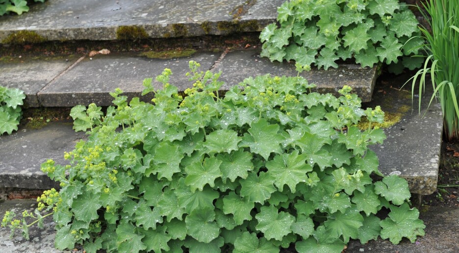 Vi planter risiko-arter i hagene våre