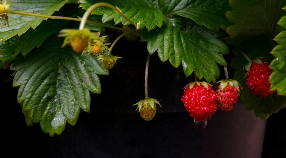 Selv sommerplanter som markjordbær blir påvirket av klimaendringer