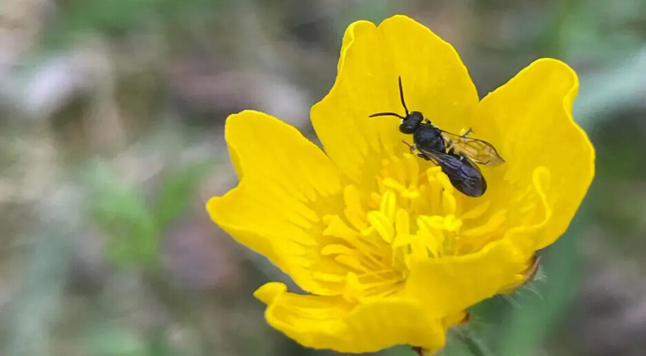 Vi plantar feil blomstrar for å hjelpa truga bieartar