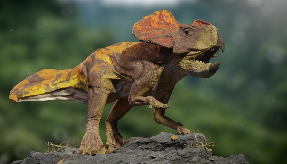 En 3D-animasjon av protoceratops. Den står på en stein og det ser ut som den lager lyd. Den har en brun farge, med røde og gule merker.