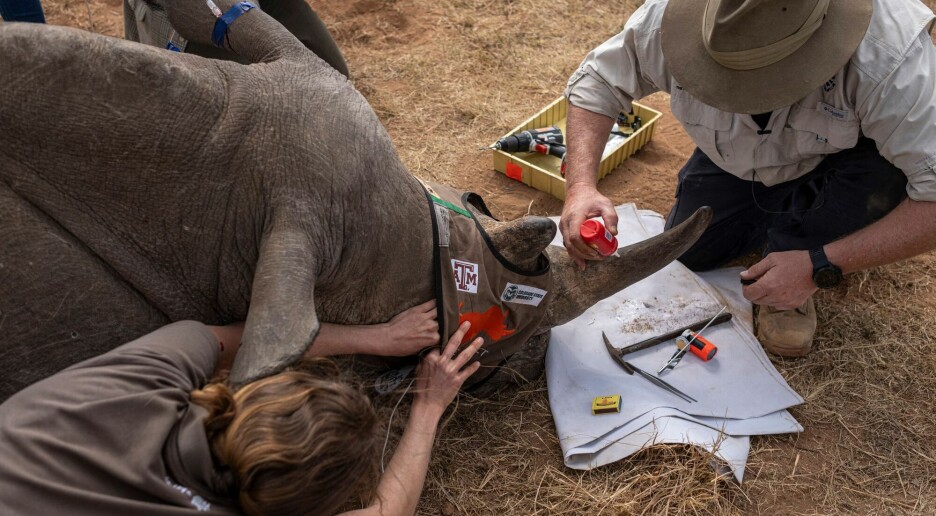 Radioaktivt stoff i horn fra neshorn skal hindre krypskyttere i Sør-Afrika