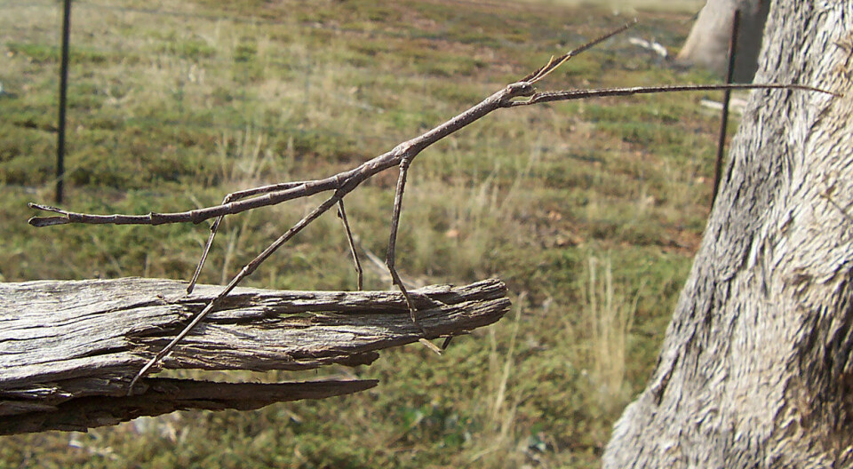 Et pinnedyr strekker seg fra en stokk mot en trestamme. Dyret ligner veldig på en kvist.