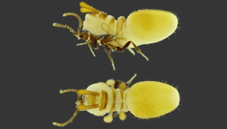 Bakkroppen til et lite insekt har vokst ut til noe som ligner enn stor, gul termitt på. Termitt-dukken ligger oppå ryggen til insektet.
