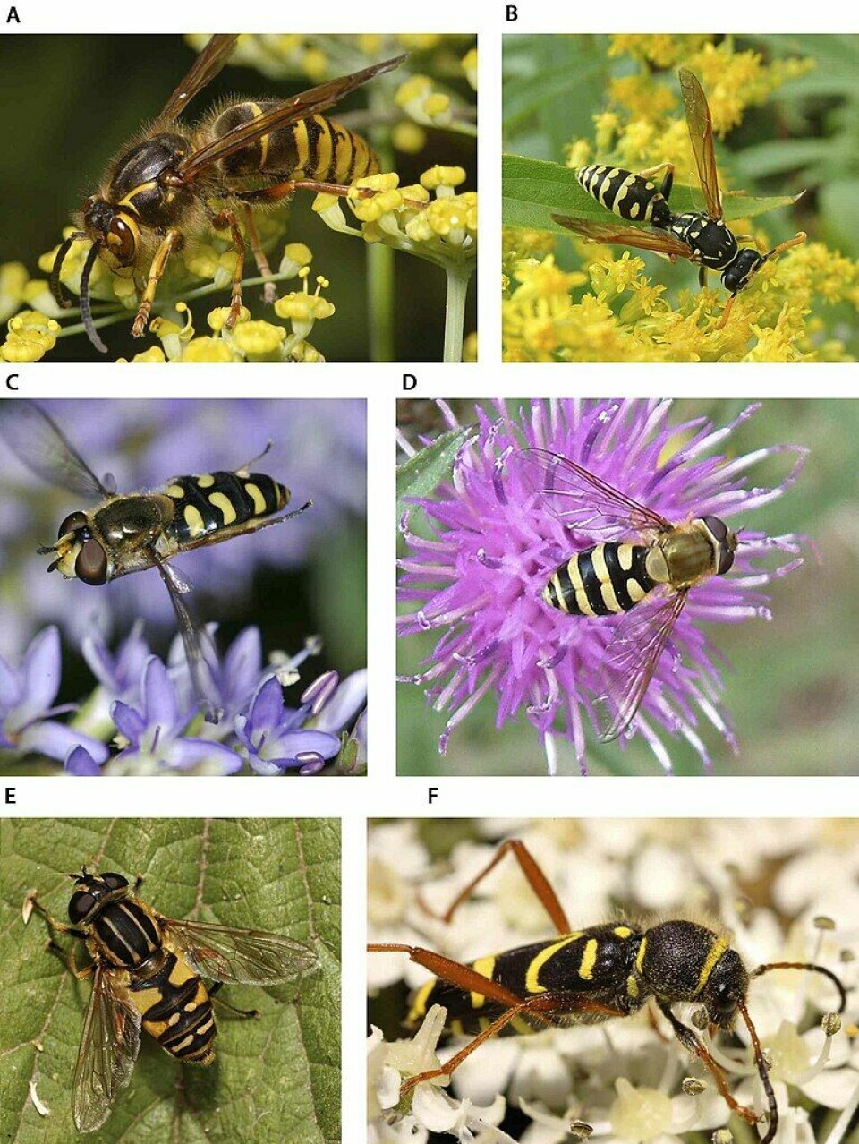 Seks bilder av insekter som ligner veps, med gule og sorte striper. Bare det første bilder viser en ekte veps.