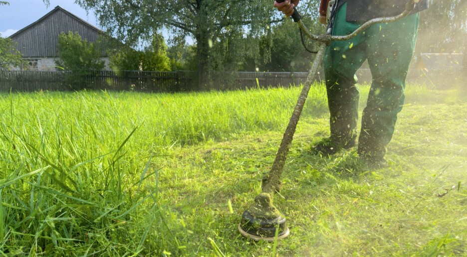 Er du pollenallergiker og vurderer vaksine? Her er forskernes anbefalinger