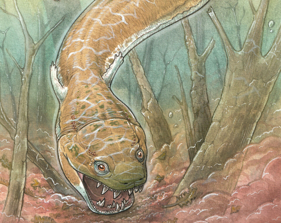 Slik har en kunster sett for seg den store salamander-liknende skapningen Gaisaia.